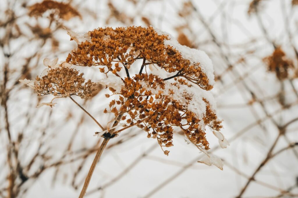 Hortensie im Winter
