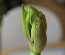 öffnende Blütenknospe Amaryllis