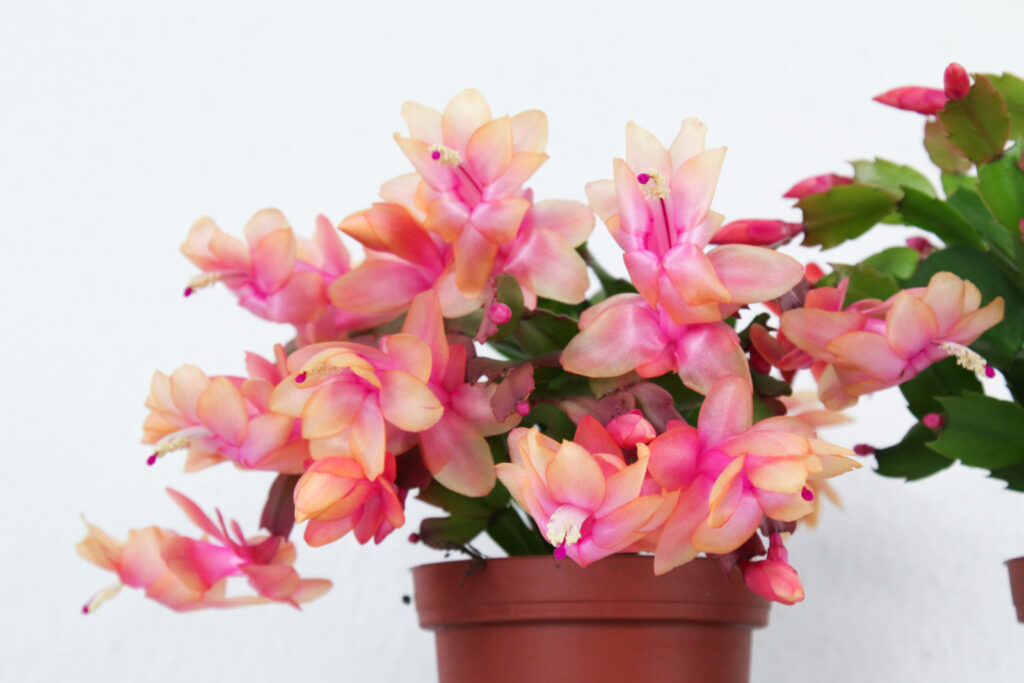 rosa helle Blüte Weihnachstkaktus im Topf