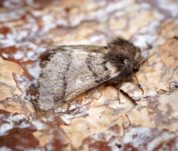 Eichenprozessionsspinner_Motte_Schmetterling 2