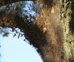 Eichenprozessionsspinner_Nest_Raupe_Schmetterling