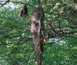 Eichenprozessionsspinner_Nest_Raupe_Schmetterling2