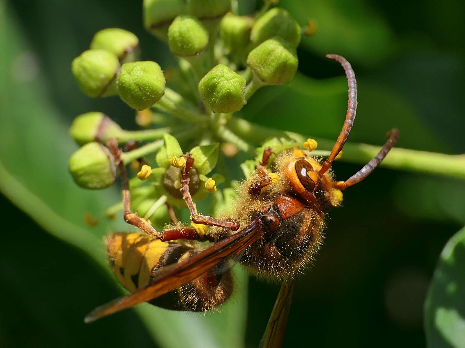 Hornissen erkennen, vertreiben und bekämpfen? Plantura