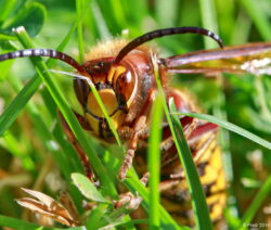Hornisse_Vespa_crabro_Gesicht