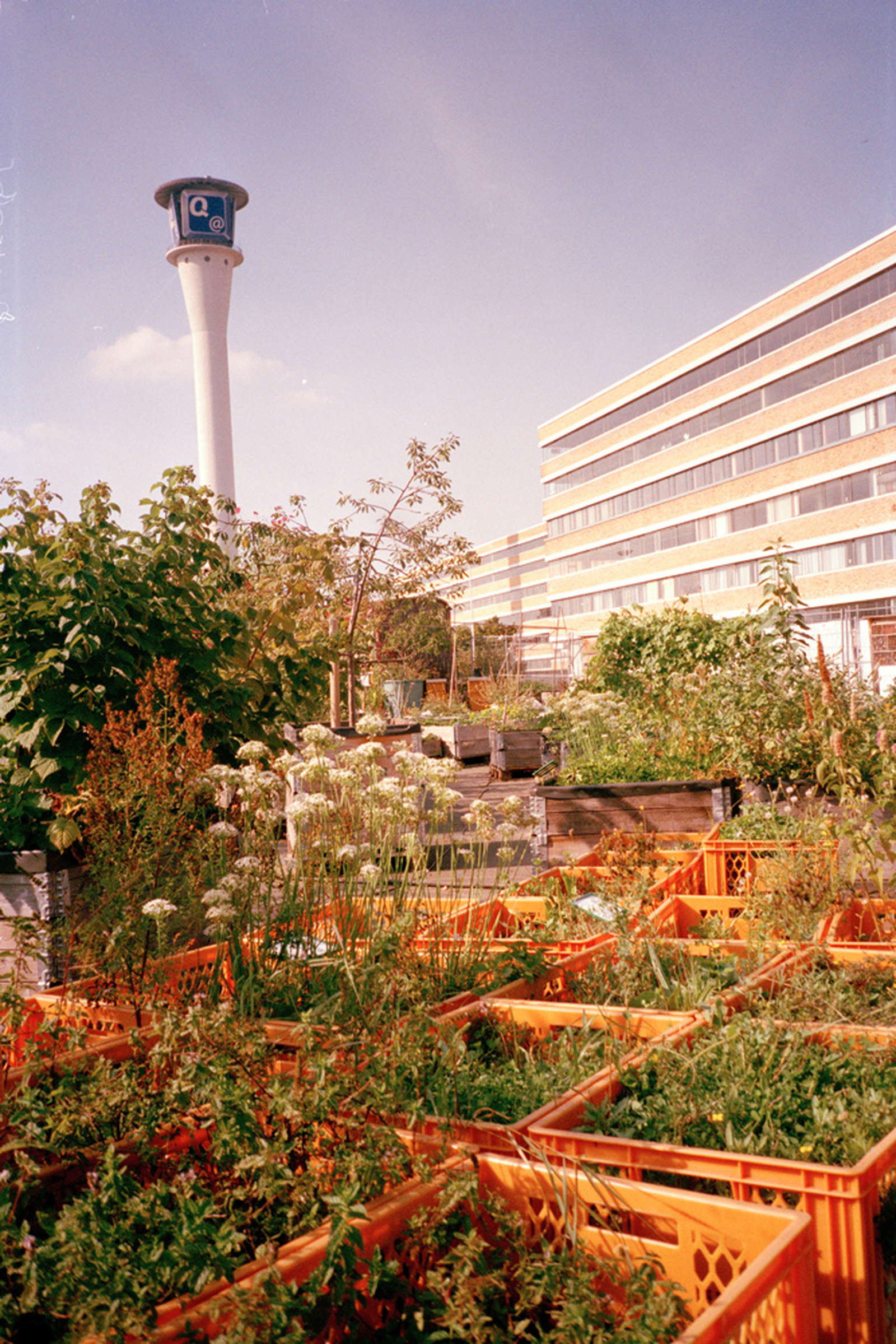 Urbane Landwirtschaft: Definition & Beispiele in Deutschland - Plantura