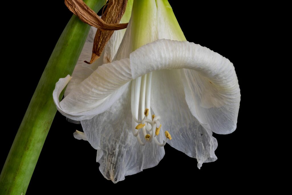 weiße Amaryllis-Blüte