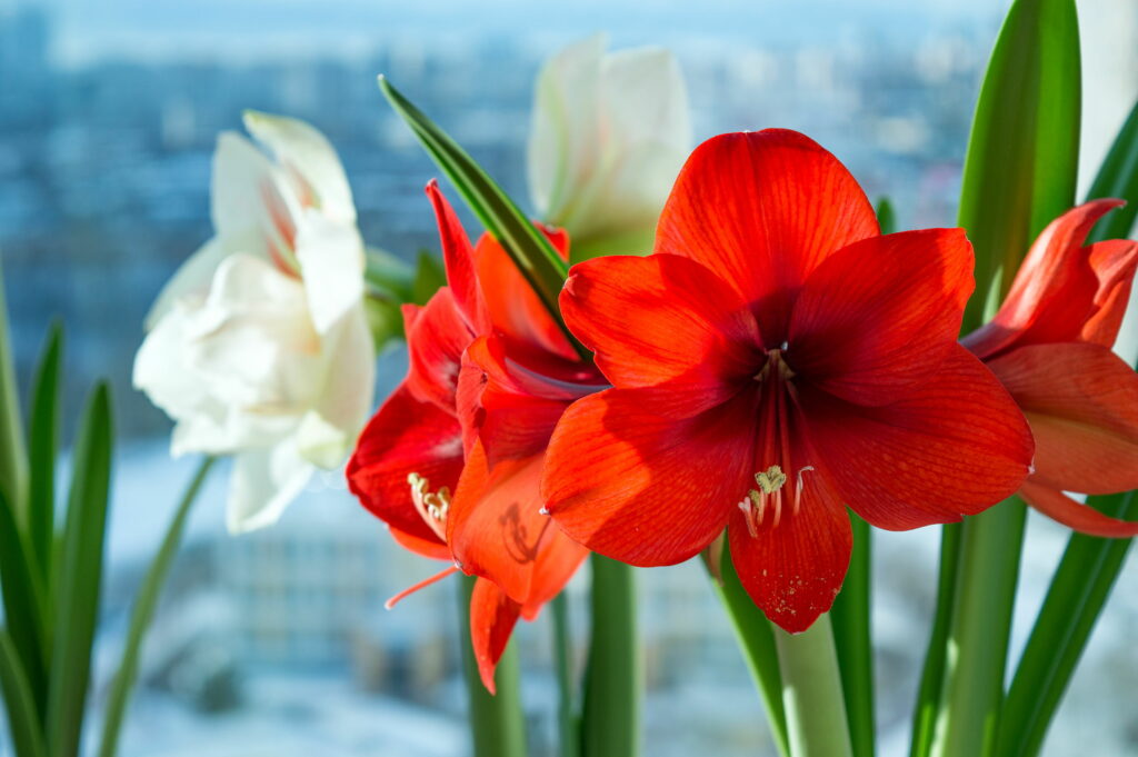 Amaryllis-Blumen in Rot und Weiß