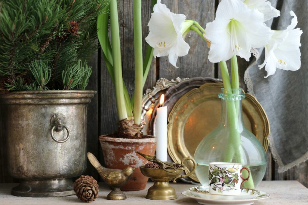 Amaryllis in Glasvase