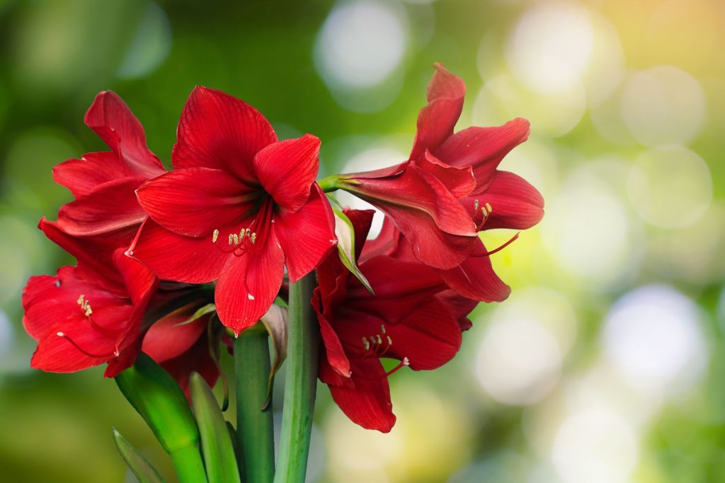 rote Amaryllis