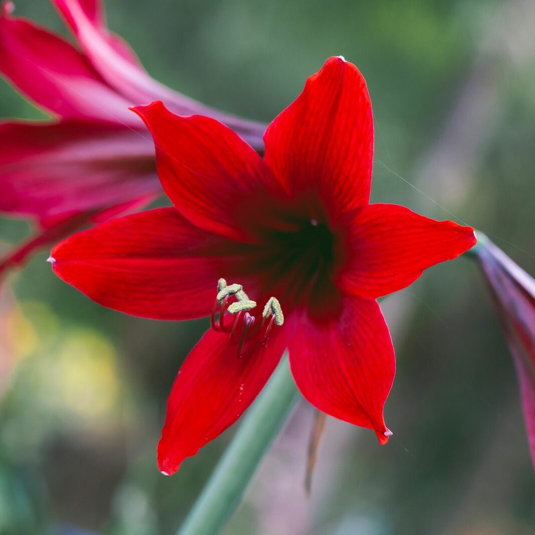 Amaryllis pflegen: Gieen & dngen zur Bltezeit - Plantura