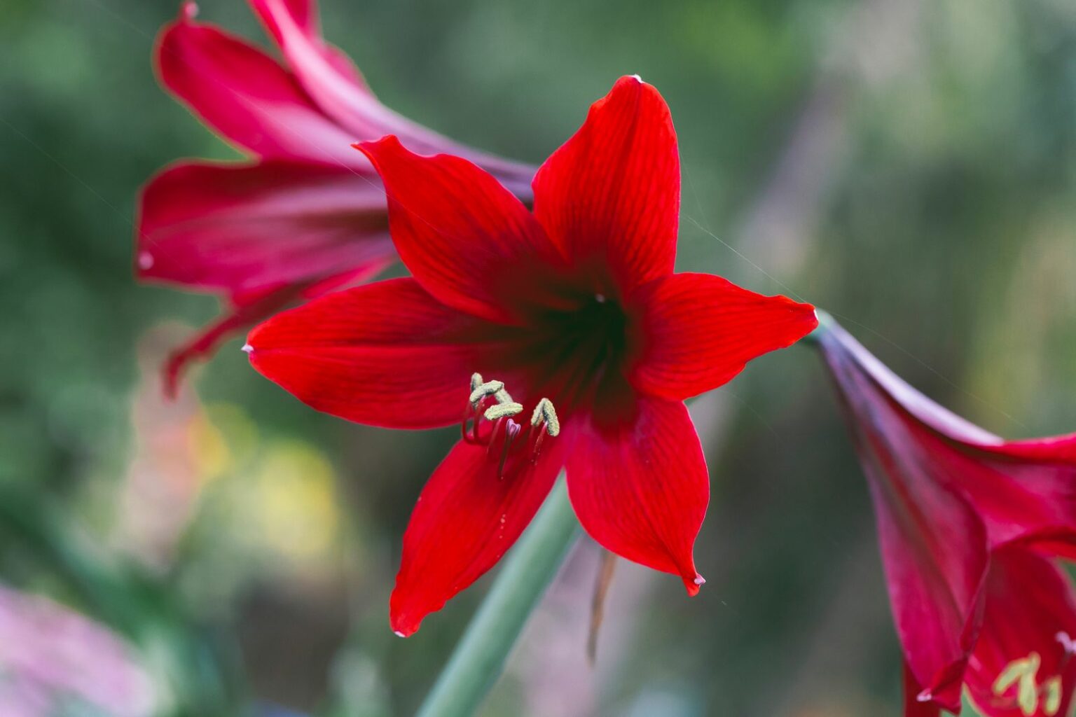 Amaryllis pflegen: Gießen & düngen zur Blütezeit - Plantura