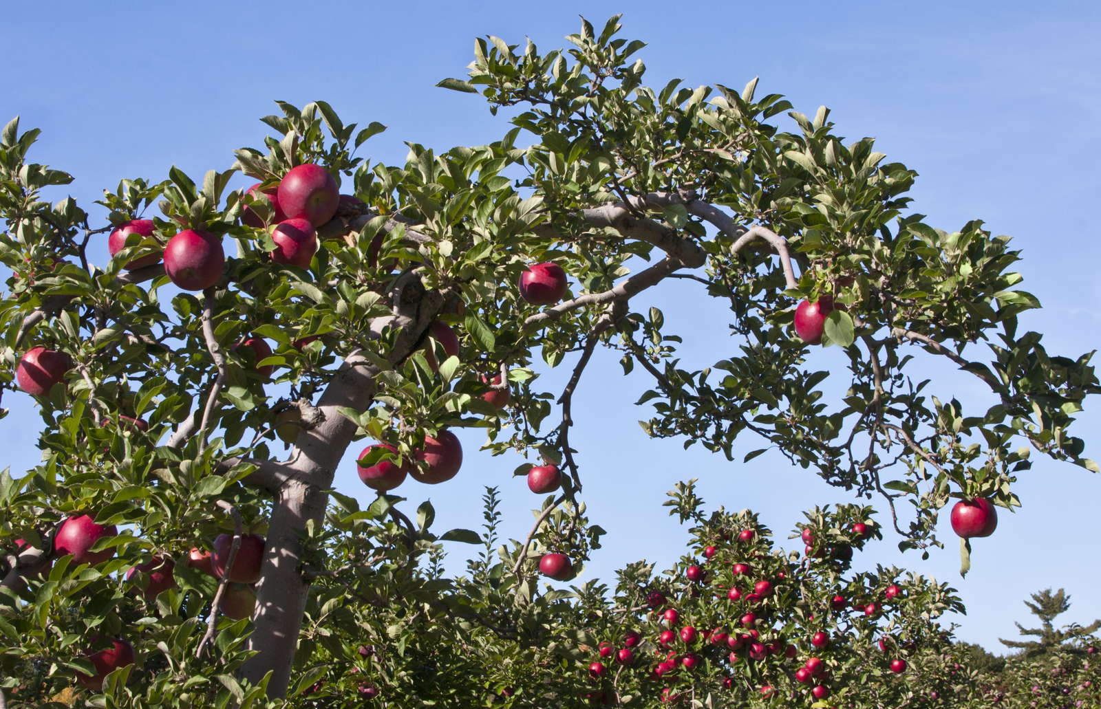 Pflanzen schneiden Hortensien, Obstbäume, Stauden und Co schneiden