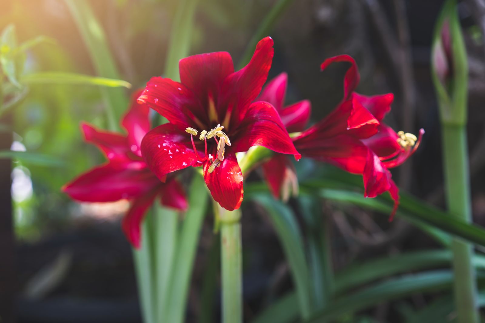 Amaryllis pflegen Gießen & düngen zur Blütezeit Plantura