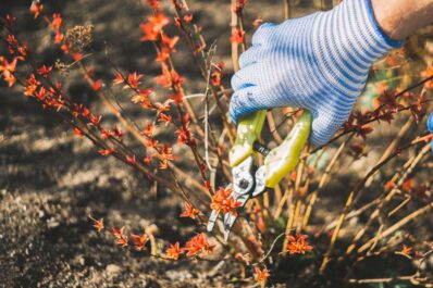 Pflanzen schneiden: Hortensien, Obstbäume, Stauden und Co schneiden