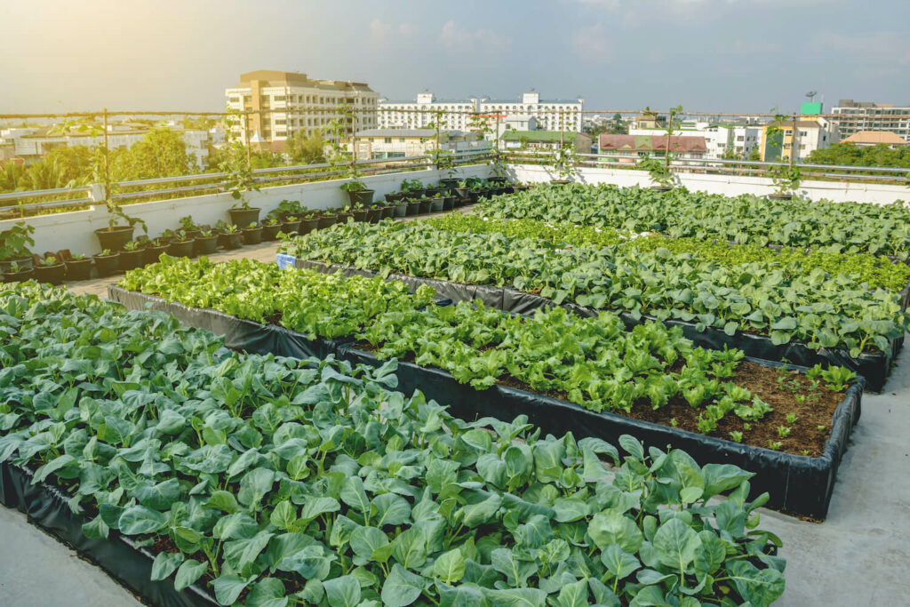 urbane Landwirtschaft