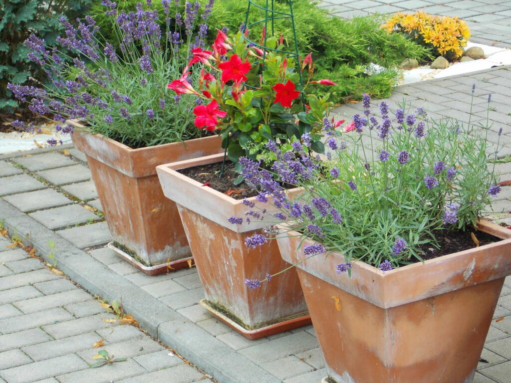 lavendel in Töpfen aus Ton auf Terrasse