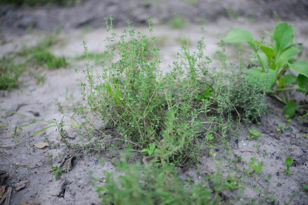 Thymian auf trockenem Boden