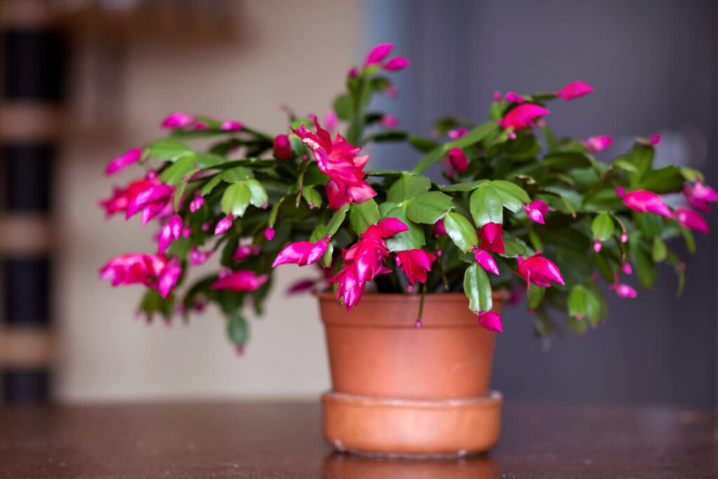 Weihnachtskaktus in Blüte