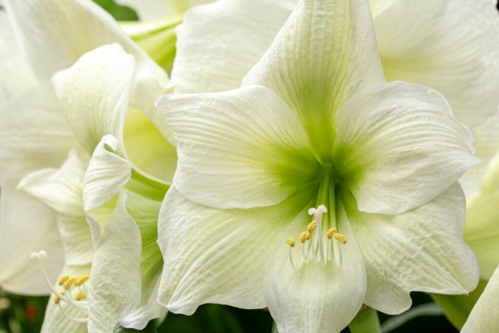 Weiße Amaryllis-Blüte