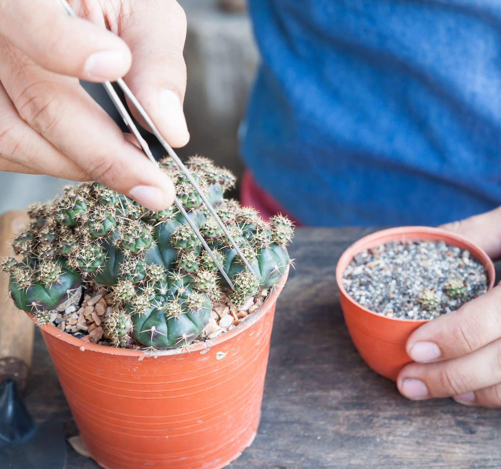Kaktus Ableger In Wasser Oder Erde Kakteen vermehren: Stecklinge, Ableger & Samen - Plantura