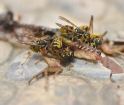 Deutsche_Wespe_Naturschutz_Nahrungsaufnahme