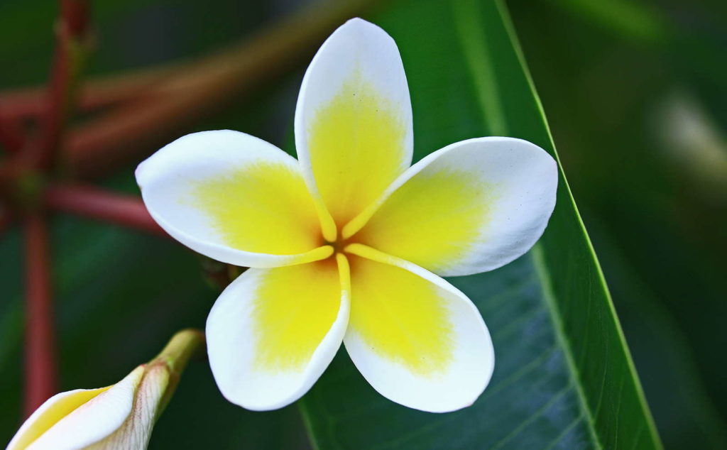 Frangipani Blüte gelb weiß