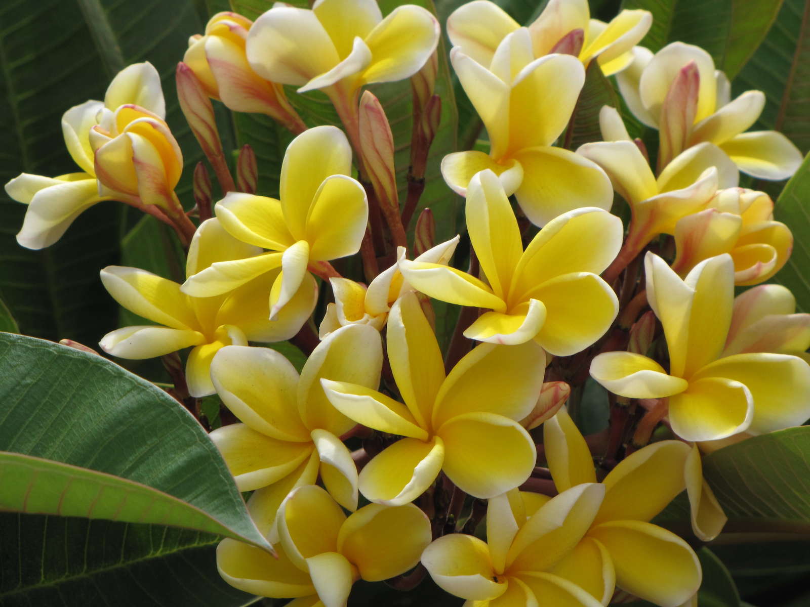 Frangipani Pflege Gießen, düngen & überwintern Plantura