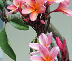 Frangipani Rosa Orange