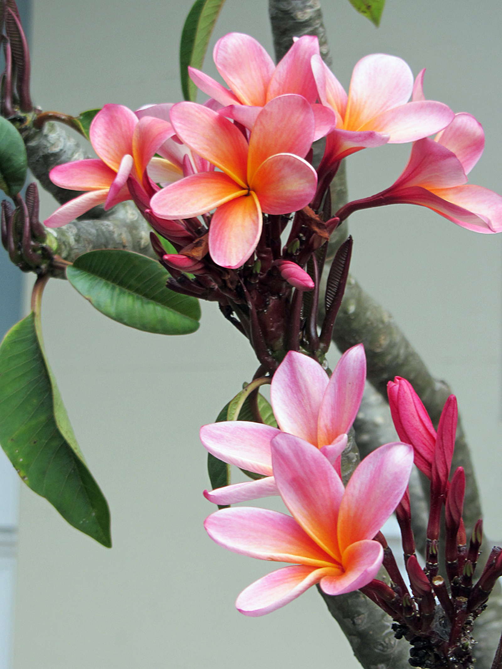 Frangipani Pflege Gießen, düngen & überwintern Plantura