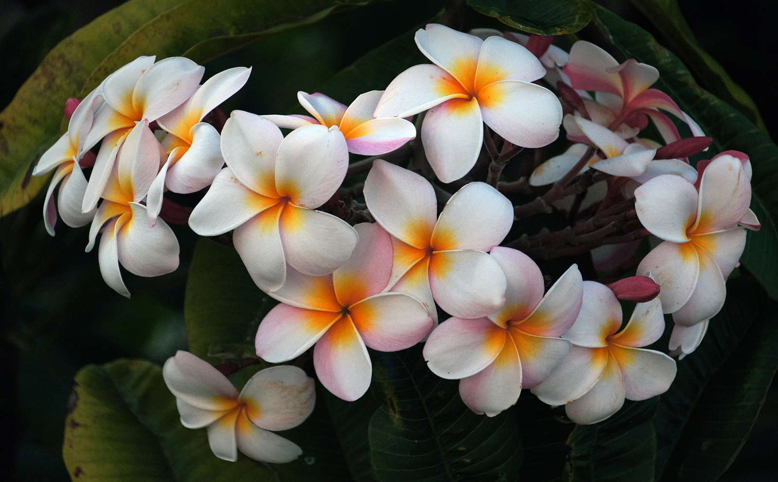 Frangipani Pflege: Gießen, düngen & überwintern - Plantura