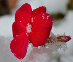 Geranie Blüte Rot Im Schnee