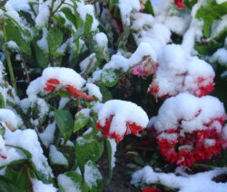 Geranien Im Schnee