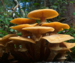 Honiggelber Hallimasch (Armillaria Mellea) 4