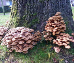 Honiggelber Hallimasch (Armillaria Mellea) 5