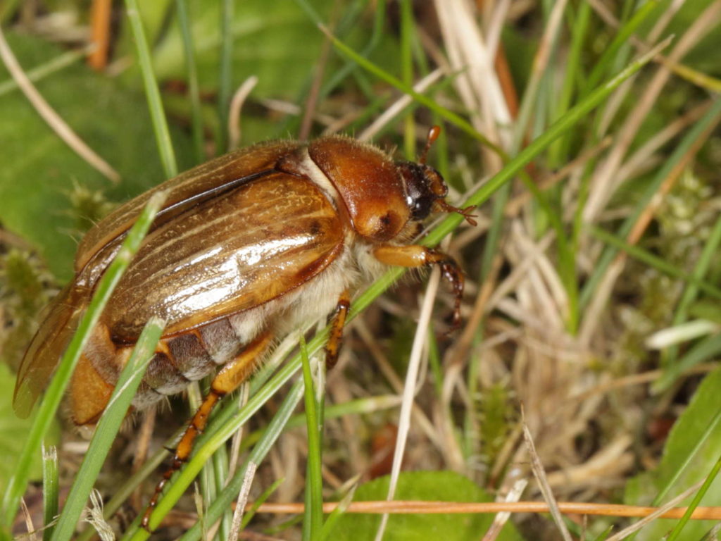 Junikäfer_gerippter_Brachkäfer_Amphimallon_solstitiale3
