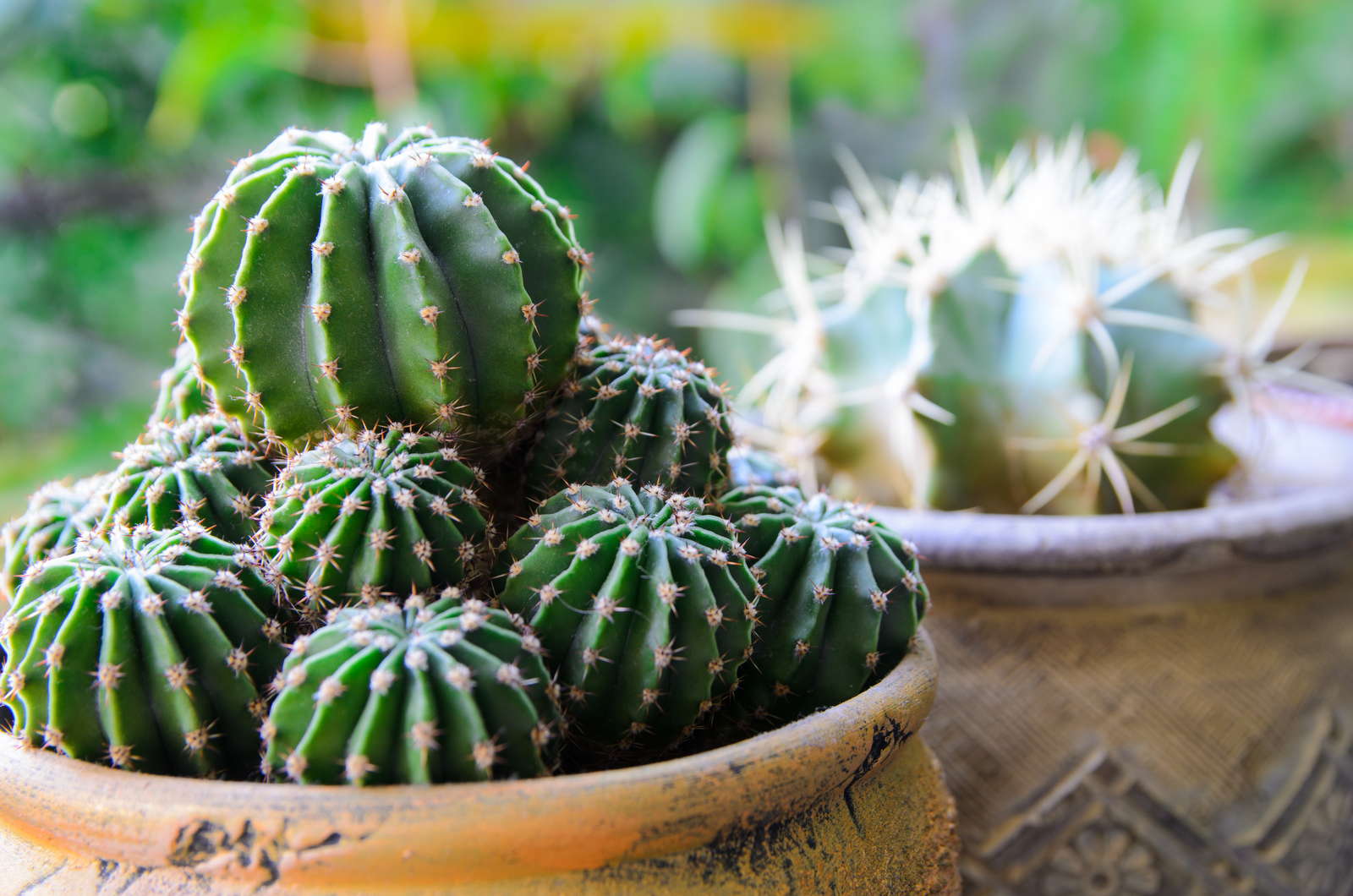 Kakteen Pflege: Gießen & düngen - Plantura