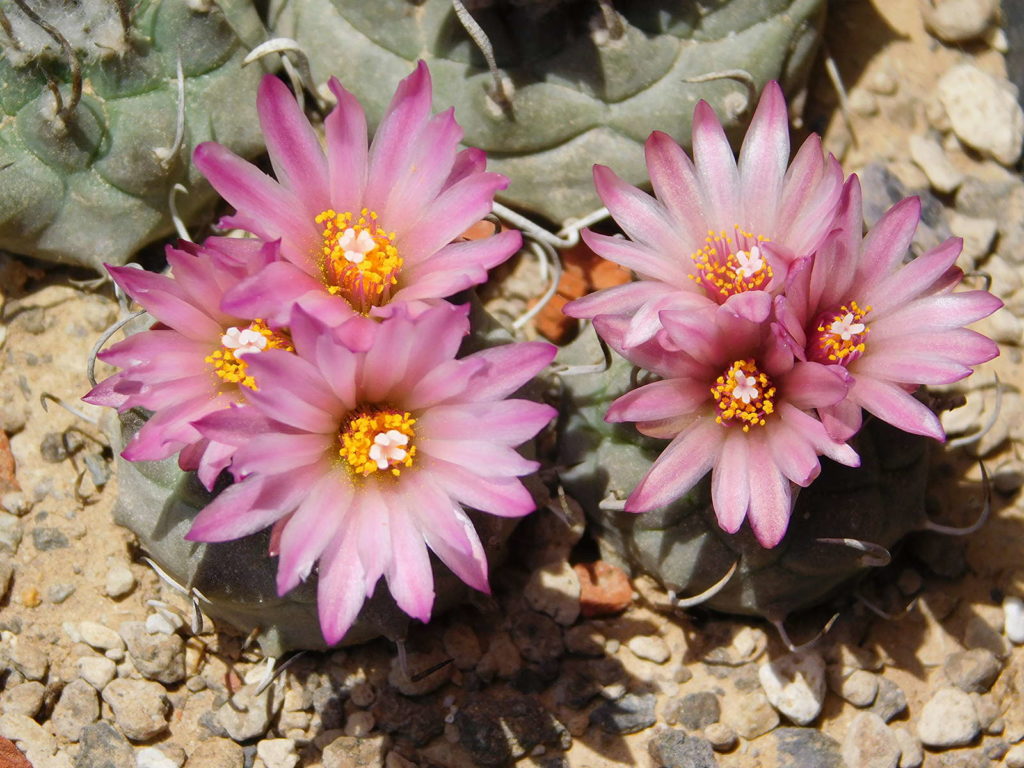 Kaktus mit rosa Blüten
