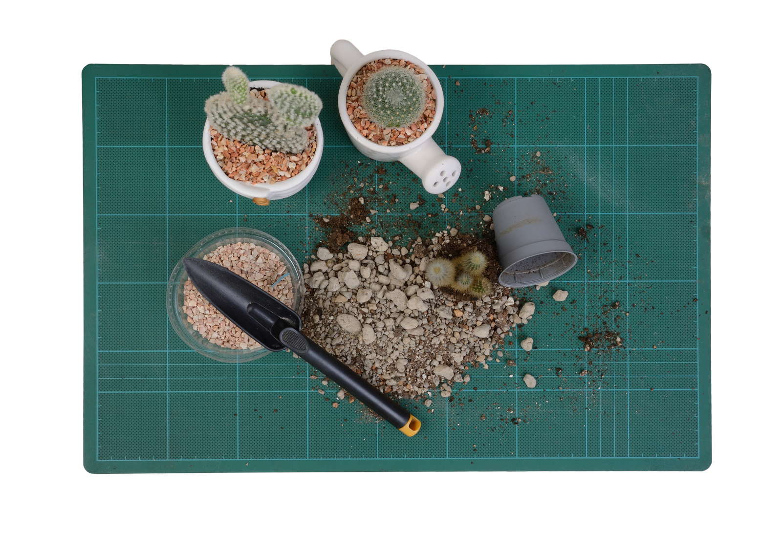 Kaktus Ableger In Wasser Oder Erde Kakteen vermehren: Stecklinge, Ableger & Samen - Plantura