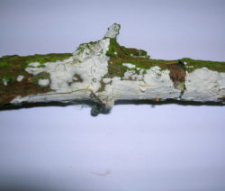 Kalkanstrich 4