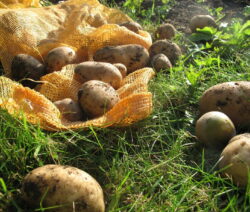 Kartoffelernte 5