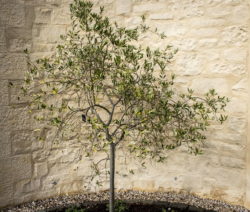 Olivenbaum im Topf: 6 Tipps zur richtigen Pflege - Plantura