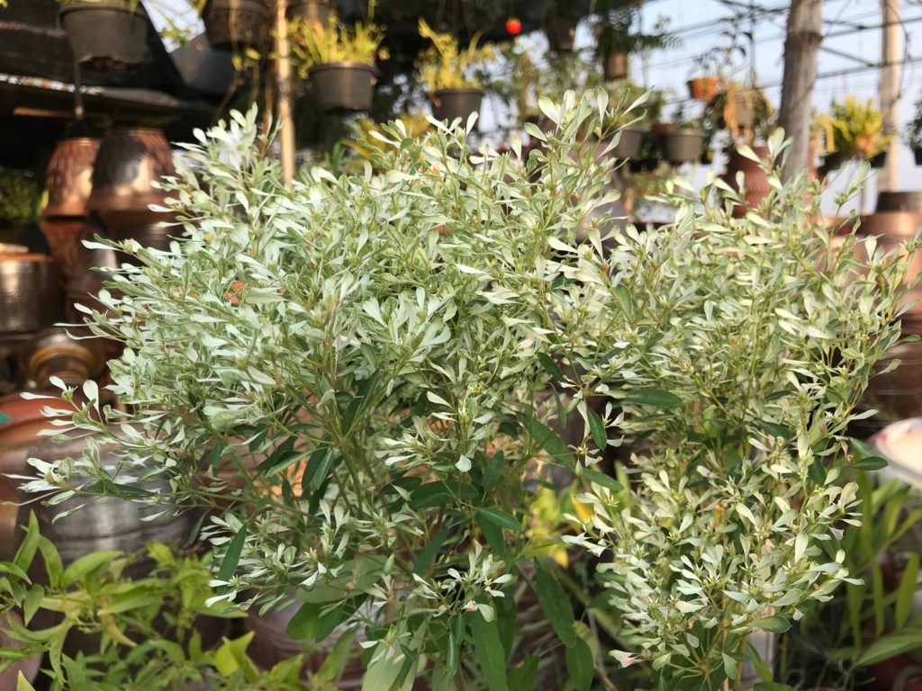 Olivenbaum vor Töpfen