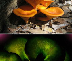 Omphalotus_olearius_-_Mallorca_Mushroom
