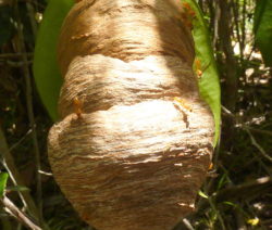 Wespe_Nest_tropische_Wespenart