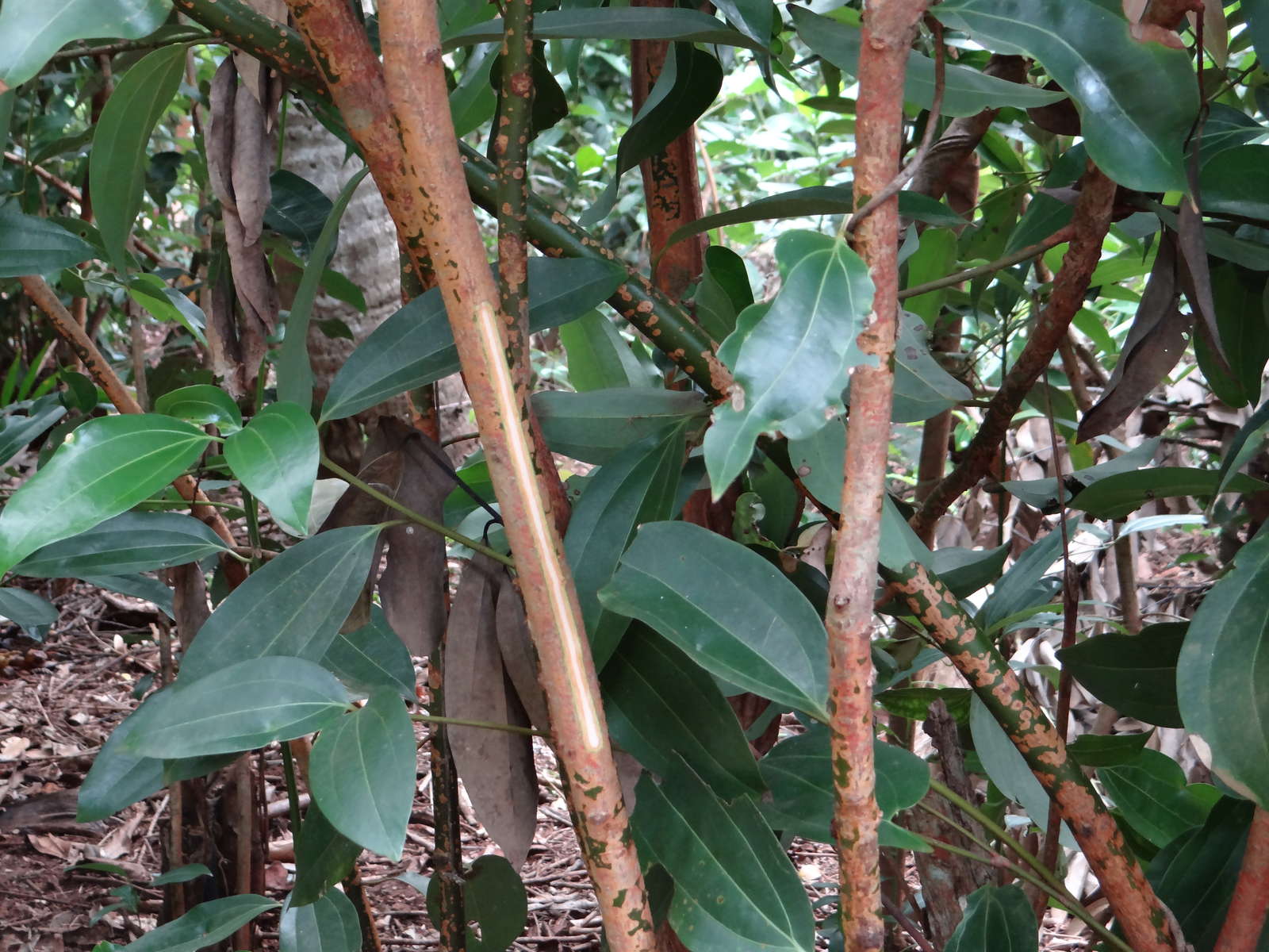 Zimt im Garten Zimt als Pflanzenschutz und gegen Ameisen