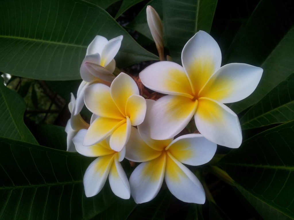 Frangipani mit gelb-weißen Blüten