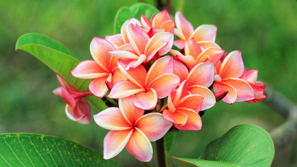 Frangipani-Pflege: Dngen, gieen & berwintern - Plantura