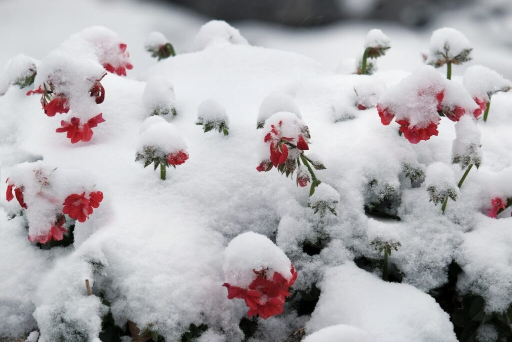 Schneebedeckte Geranienblüten