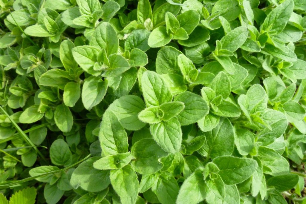 Oregano