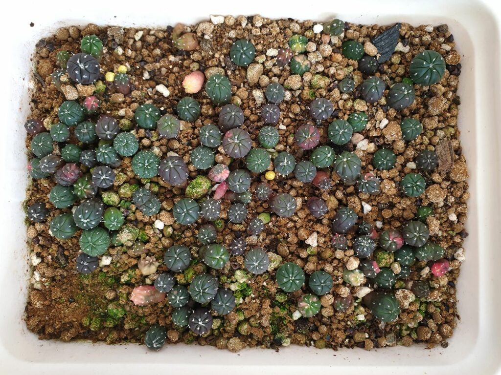 Kaktus-Keimlinge in Substrat
